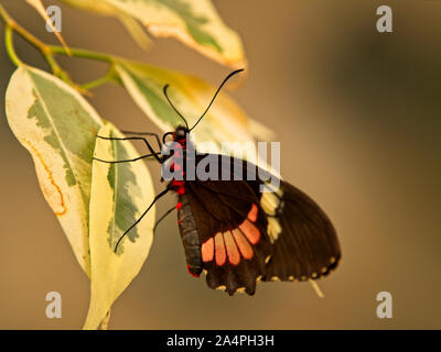 Rinder Herz Schmetterling (Parides iphidamas) Schmetterling Arten der Familie der Papilionidae Stockfoto