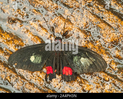 Herzen von Rindern (Parides iphidamas) die Grundfarbe des Schmetterlings ist schwarz. Rot und Gelb-grüne Bereiche die Flügel dominieren. Die hinteren Kotflügel haben keine Stockfoto