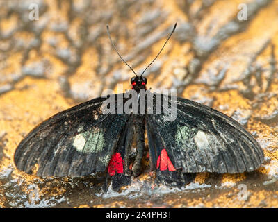 Herzen von Rindern (Parides iphidamas) die Grundfarbe des Schmetterlings ist schwarz. Rot und Gelb-grüne Bereiche die Flügel dominieren. Die hinteren Kotflügel haben keine Stockfoto