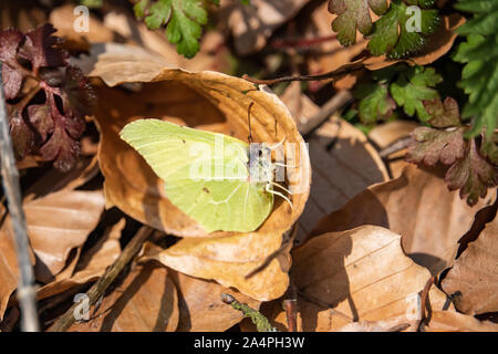 Gemeinsame Zitronenfalter auf Blatt im Frühling Stockfoto