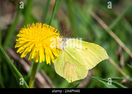 Gemeinsame Zitronenfalter auf Löwenzahn Blume im Frühling Stockfoto