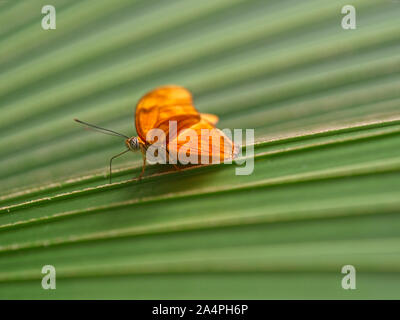 Flaming Passionflower Schmetterling (Dryas Iulia) seine Flügel haben eine längliche Form und Farbe orange mit schmalen schwarzen Rändern. Weibchen haben einen dunkleren Ton Stockfoto