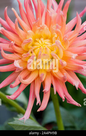 Dahlie Alfred Grill in der Nähe ein rosa und Zitrone Kaktus Typ Dahlia mit incurve Blütenblätter und eignet sich ideal als Schnittblume Stockfoto