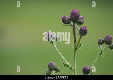 Creeping Thistle Knospen im Frühling Stockfoto