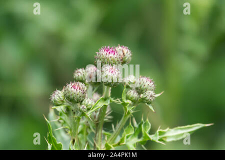 Creeping Thistle Knospen im Frühling Stockfoto
