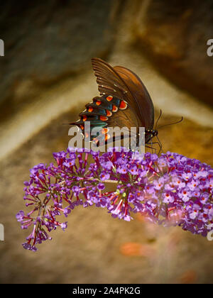 Spicebush Schwalbenschwanz Schmetterling auf butterfly Bush. Stockfoto