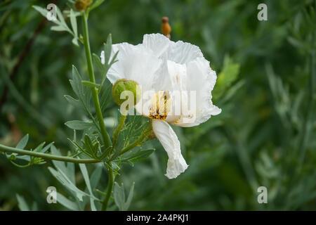 Colters Matilija Mohn Blume in voller Blüte Stockfoto