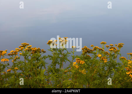 Gemeinsame Tansy Giftiges Unkraut entlang der Steveston waterfront vor dem Hintergrund eines wachsenden ruhig Fraser River. Stockfoto