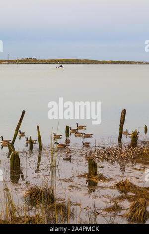 Kanada Gänse und Strandläufer Fütterung in den Küstengebieten Marsh auf der Seite des Fraser River Estuary in Steveston British Columbia Kanada Stockfoto