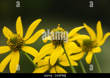 Cutleaf Coneflowers in voller Blüte Stockfoto