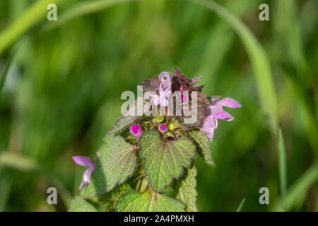 Tote Nessel Blumen in voller Blüte im Frühling Stockfoto