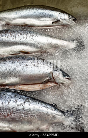 Vitrine mit frischem Fisch auf Eis, Stör, Beluga, Lachs, Gastronomie Konzept frische Lebensmittel Stockfoto