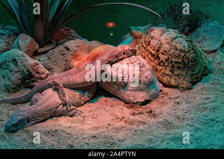 Zwei Warane und zwei Schildkröten schlafen Stockfoto