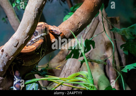 Boa constrictor auf einem Zweig Stockfoto