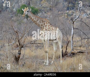 Junge leicht gekennzeichnet giraffe Beweidung in zwischen den Dorn Bäume im Krüger Nationalpark in Südafrika Stockfoto