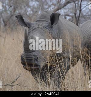 Der Blick auf ein Nashorn mit einem grossen Horn in gelb Bush veld Grünland in Kruger Nationalpark in Südafrika Stockfoto