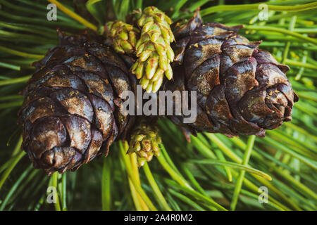 Blick von oben auf die zwei Kegel evergreen Sibirischen Zwerg Kiefer (Pinus Pumila). Closeup natürliche floral background, weihnachtliche Stimmung. Vintage sofortige Farbe Foto Stockfoto