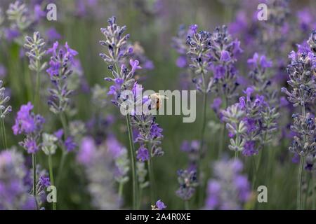 Honig Biene auf Lavendel Blüten. Stockfoto