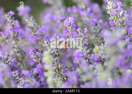 Honig Biene auf Lavendel Blüten. Stockfoto