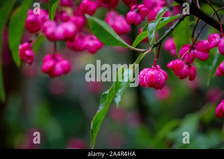 Schöne Spindel Pflanze, lateinischer Name Euonymus europaeus in der Wildnis, Bild in Belgien Stockfoto