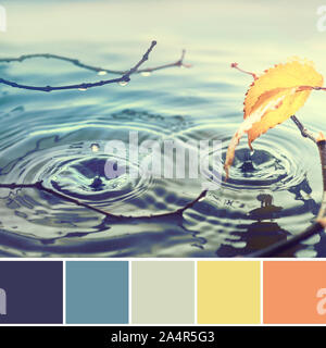 Farbanpassung Herbst Palette von Bild der Blätter im Herbst in Wasser Pool, Ringe von Wassertropfen. Getönten Herbst Hintergrund in Blau, Blau-, Gelb- und nawy Stockfoto