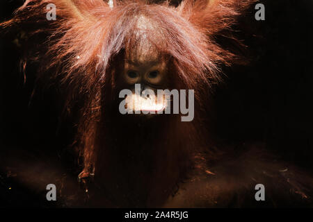 Orang-Utan Stockfoto