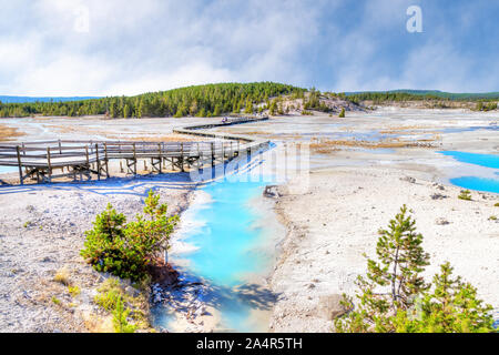 Geothermische Pools im Porzellan Waschbecken boardwalk Trail in Norris Geyser Basin des Yellowstone National Park, Wyoming, USA. Stockfoto