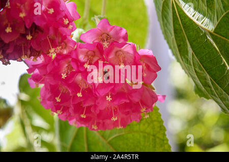 Rosa Blume in Dombeya Saheliyon Ki Bari Garten oder Innenhof der Dirnen in Udaipur. Rajasthan. Indien Stockfoto