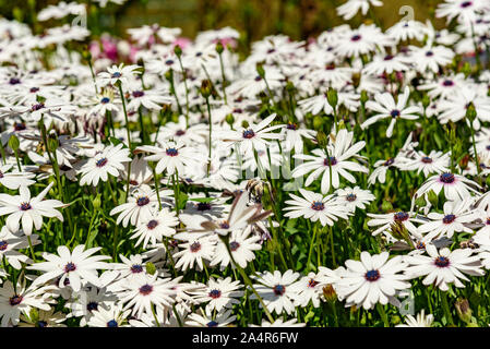 Weiß Dimorphotheca Blume mit blauen Zentrum Hintergrund Stockfoto