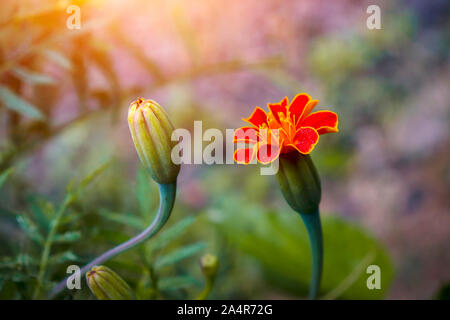 Dies ist Ringelblume Blumen im Park Stockfoto