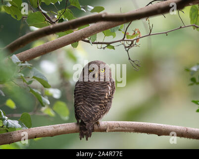 Die asiatische Gesperrt owlet (Glaucidium cuculoides) ist eine Art des echten Eule, wohnhaft in den nördlichen Teilen des indischen Subkontinents und Teile von Südosten Stockfoto
