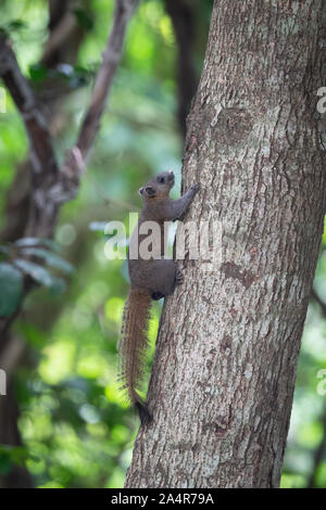 Die grau-bellied Eichhörnchen (Callosciurus caniceps) ist eine Nagetierart aus der Familie Sciuridae. Wie der Name vorgeschlagen, sein Bauch ist in der Regel grau, Stockfoto