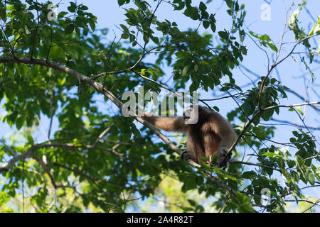 Die lar Gibbon (Hylobates lar), auch als die weisse Hand Gibbon bekannt, ist eine vom Aussterben bedrohte Primaten in der gibbon Familie Hylobatidae. Stockfoto