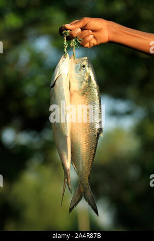 Ein Fischer zeigt aus seinen Fang von zwei king Hilsa Fisch, an Kuakata Strand. Die Hilsa ist Fisch beliebte Delikatesse in Bangladesch. Patuakhali, Bangladesch. November 11, 2010. Stockfoto