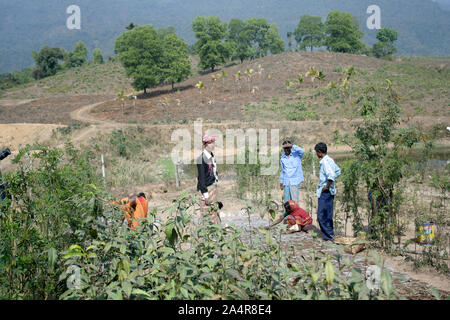 Eine Szene aus einem Kaffee Anwesen, in Alujori, Jaflong, Sylhet, Bangladesh. 18. Januar 2010. Stockfoto