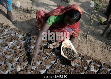 Eine Frau, die Sauen Kaffee Samen, auf einen Kaffee, in Alujori, Jaflong, Sylhet, Bangladesh. 18. Januar 2010. Stockfoto