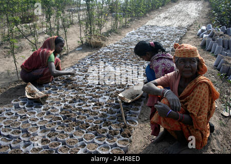 Frauen säen, auf einen Kaffee in Alujori, Jaflong, Sylhet, Bangladesh. 18. Januar 2010. Stockfoto