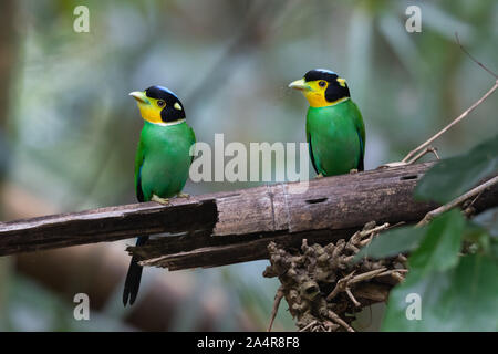 Die Long-tailed broadbill (Psarisomus dalhousiae) ist eine Pflanzenart aus der Gattung der Broadbill, im Himalaya gefunden wird, die Erweiterung nach Osten bis Nordosten Indiens Stockfoto