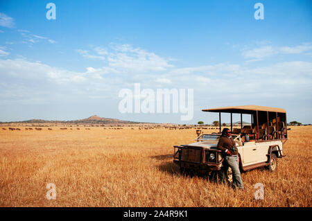 JUN 19, 2011 Tansania - Fahrer und Jeep Truck für die Afrikanischen Tanzania Safari Pirschfahrt Wildtiere beobachten, die im Golden grass Ebene von Serengeti Grumeti reserve Stockfoto