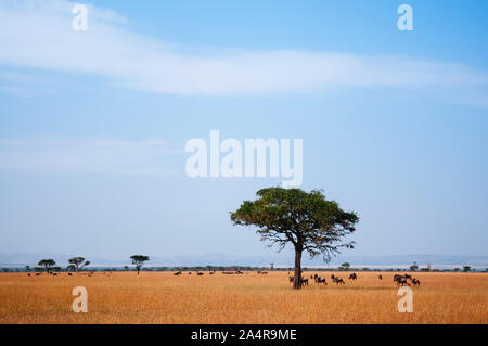 Herde der Afrikanischen Gnus in Golden gras wiese der Serengeti Grumeti reserve Savanne Wald in Abend-afrikanischen Tanzania Safari Wildlife Reise Stockfoto