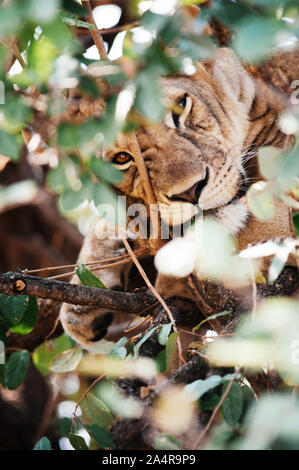 Löwin mit scharfen Augen hinter Baum Bush in die Kamera starrt. Serengeti Grumeti reserve Savanne Wald-afrikanischen Tanzania Safari Wildlife Reise Stockfoto