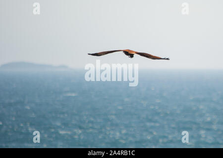 Brahminy Kite, Greifvogel, Seeadler im Flug über einem trüben blauen Pazifik, Flügel ausgestreckt, während er eine Krabbe mit den Füßen hält Stockfoto