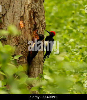 White bellied Woodpecker, Dryocopus javensis in Nagarhole Nationalpark in Karnataka, Indien Stockfoto