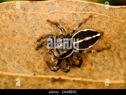 Jumping Spider, der Familie in Coorg in Karnataka, Indien Stockfoto