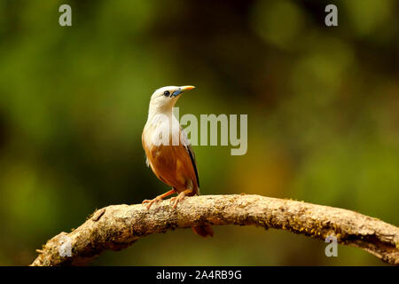 Blyth's Starling, Sturnia malabarica an Ganeshgudi in Karnataka, Indien Stockfoto