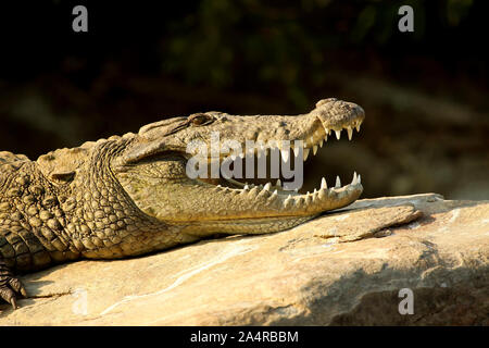 Marsh Krokodil, Crocodylus palustris, Ranganathittu Vogelschutzgebiet, Karnataka, Indien. Stockfoto