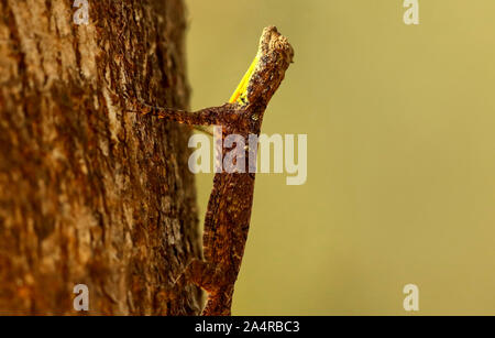 Indische Flying Lizard oder Draco, Draco, dussumieri Ganeshgudi, Karnataka, Indien. Stockfoto