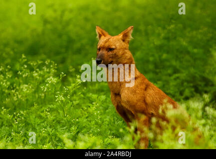 Indian Wild Dog oder Dhole, Cuon alpinus, Nagarhole Nationalpark Karnataka, Indien. Stockfoto