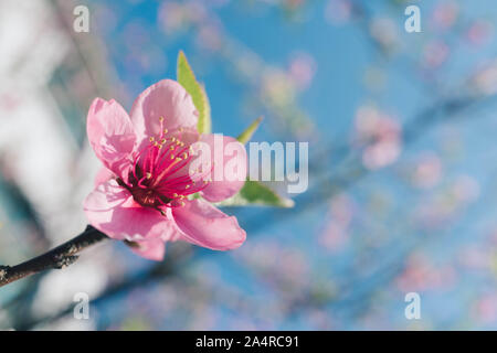 Blühende pink Peach Blossom mit unscharfen Hintergrund Stockfoto