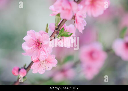 Blühende rosa Pflaume mit droplet Stockfoto